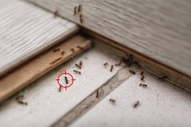Best Insect Control  in Brooklet, GA