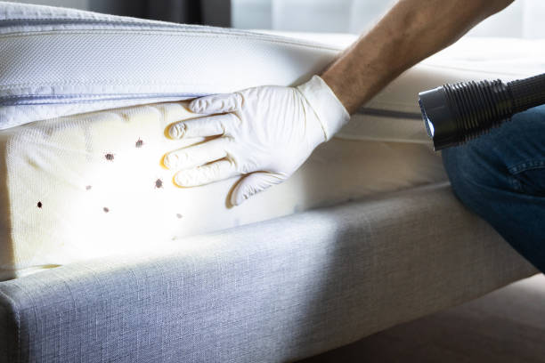 Best Ant Control Services  in Brooklet, GA