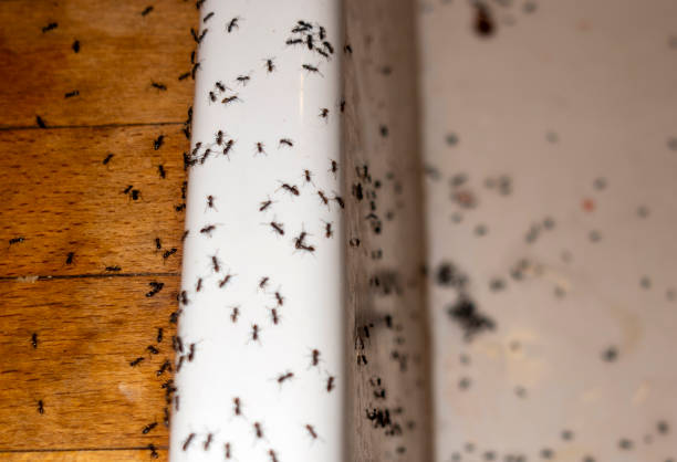 Best Mosquito Control Services  in Brooklet, GA