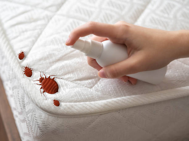 Best Wasp Removal Services  in Brooklet, GA
